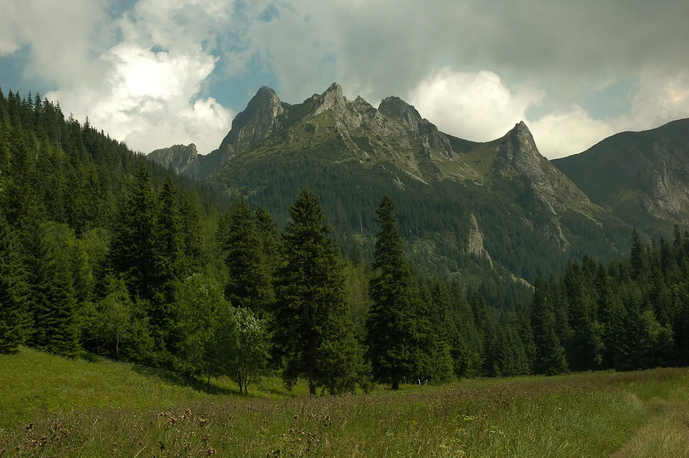 Tatry latem nad łąką i lasem jodłowym